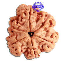 Load image into Gallery viewer, 6 Mukhi Rudraksha from Nepal - Bead No. 316