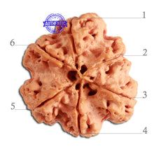 Load image into Gallery viewer, 6 Mukhi Rudraksha from Nepal - Bead No. 316