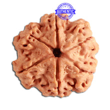 Load image into Gallery viewer, 6 Mukhi Rudraksha from Nepal - Bead No. 318