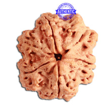Load image into Gallery viewer, 6 Mukhi Rudraksha from Nepal - Bead No. 320