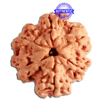 Load image into Gallery viewer, 6 Mukhi Rudraksha from Nepal - Bead No. 322