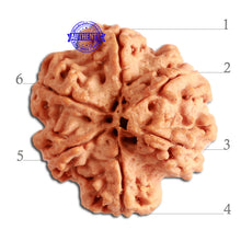 Load image into Gallery viewer, 6 Mukhi Rudraksha from Nepal - Bead No. 322