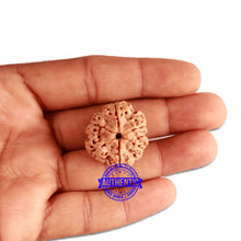 Load image into Gallery viewer, 6 Mukhi Rudraksha from Nepal - Bead No. 324
