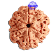 Load image into Gallery viewer, 6 Mukhi Rudraksha from Nepal - Bead No. 324