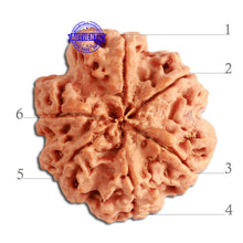 Load image into Gallery viewer, 6 Mukhi Rudraksha from Nepal - Bead No. 324