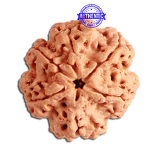 Load image into Gallery viewer, 6 Mukhi Rudraksha from Nepal - Bead No. 325