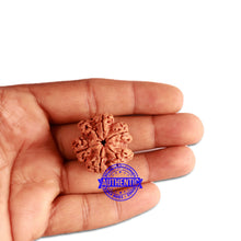 Load image into Gallery viewer, 6 Mukhi Rudraksha from Nepal - Bead No. 329