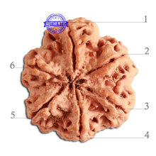 Load image into Gallery viewer, 6 Mukhi Rudraksha from Nepal - Bead No. 331