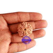 Load image into Gallery viewer, 6 Mukhi Rudraksha from Nepal - Bead No. 332