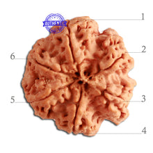 Load image into Gallery viewer, 6 Mukhi Rudraksha from Nepal - Bead No. 332