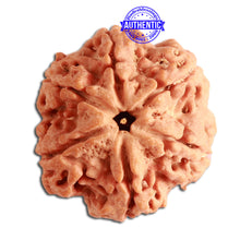 Load image into Gallery viewer, 6 Mukhi Rudraksha from Nepal - Bead No. 333