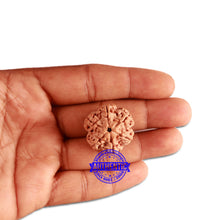 Load image into Gallery viewer, 6 Mukhi Rudraksha from Nepal - Bead No 334