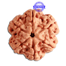 Load image into Gallery viewer, 6 Mukhi Rudraksha from Nepal - Bead No 334