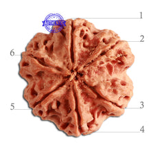 Load image into Gallery viewer, 6 Mukhi Rudraksha from Nepal - Bead No 334