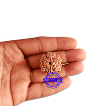 Load image into Gallery viewer, 6 Mukhi Rudraksha from Nepal - Bead No. 336