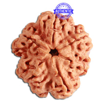 Load image into Gallery viewer, 6 Mukhi Rudraksha from Nepal - Bead No. 337
