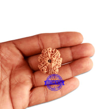 Load image into Gallery viewer, 6 Mukhi Rudraksha from Nepal - Bead No. 338