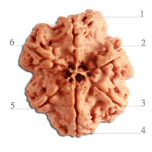 Load image into Gallery viewer, 6 Mukhi Rudraksha from Nepal - Bead No. 338