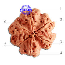 Load image into Gallery viewer, 6 Mukhi Rudraksha from Nepal - Bead No. 339