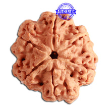 Load image into Gallery viewer, 6 Mukhi Rudraksha from Nepal - Bead No. 340
