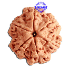 Load image into Gallery viewer, 6 Mukhi Rudraksha from Nepal - Bead No. 341