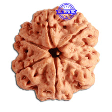 Load image into Gallery viewer, 6 Mukhi Rudraksha from Nepal - Bead No. 342
