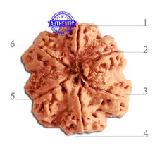Load image into Gallery viewer, 6 Mukhi Rudraksha from Nepal - Bead No. 342