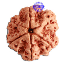 Load image into Gallery viewer, 6 Mukhi Rudraksha from Nepal - Bead No. 344