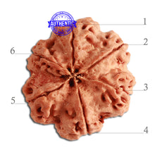 Load image into Gallery viewer, 6 Mukhi Rudraksha from Nepal - Bead No. 344