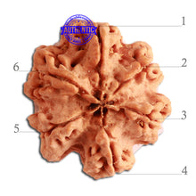 Load image into Gallery viewer, 6 Mukhi Rudraksha from Nepal - Bead No. 345
