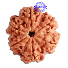 Load image into Gallery viewer, 6 Mukhi Rudraksha from Nepal - Bead No. 347