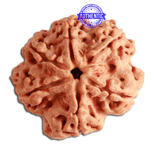 Load image into Gallery viewer, 6 Mukhi Rudraksha from Nepal - Bead No. 348