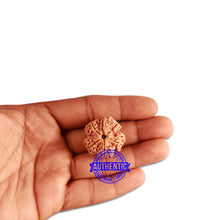 Load image into Gallery viewer, 6 Mukhi Rudraksha from Nepal - Bead No. 350