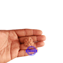 Load image into Gallery viewer, 6 Mukhi Rudraksha from Nepal - Bead No. 352