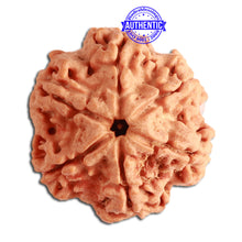 Load image into Gallery viewer, 6 Mukhi Rudraksha from Nepal - Bead No 353