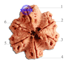 Load image into Gallery viewer, 6 Mukhi Ganesha Rudraksha from Nepal - Bead No. 358