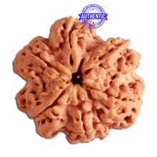 Load image into Gallery viewer, 6 Mukhi Ganesha Rudraksha from Nepal - Bead No. 359