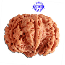 Load image into Gallery viewer, 6 Mukhi Ganesha Rudraksha from Nepal - Bead No. 359