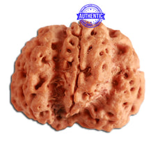 Load image into Gallery viewer, 6 Mukhi Ganesha Rudraksha from Nepal - Bead No. 359