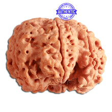 Load image into Gallery viewer, 6 Mukhi Ganesha Rudraksha from Nepal - Bead No. 362