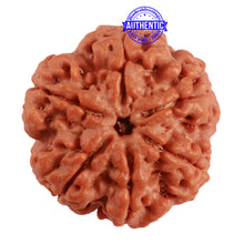 Load image into Gallery viewer, 6 Mukhi Rudraksha from Nepal - Bead No. 364