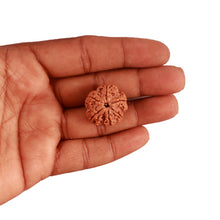 Load image into Gallery viewer, 6 Mukhi Rudraksha from Nepal - Bead No. 365
