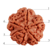 Load image into Gallery viewer, 6 Mukhi Rudraksha from Nepal - Bead No. 365