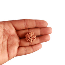 Load image into Gallery viewer, 6 Mukhi Rudraksha from Nepal - Bead No. 366