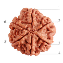 Load image into Gallery viewer, 6 Mukhi Rudraksha from Nepal - Bead No. 366