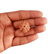 Load image into Gallery viewer, 6 Mukhi Rudraksha from Nepal - Bead No. 367
