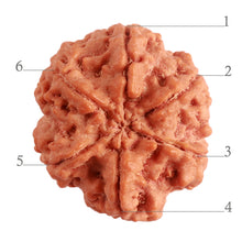 Load image into Gallery viewer, 6 Mukhi Rudraksha from Nepal - Bead No. 367