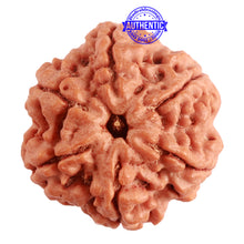 Load image into Gallery viewer, 6 Mukhi Rudraksha from Nepal - Bead No. 369
