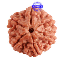Load image into Gallery viewer, 6 Mukhi Rudraksha from Nepal - Bead No. 370
