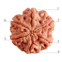 Load image into Gallery viewer, 6 Mukhi Rudraksha from Nepal - Bead No. 371